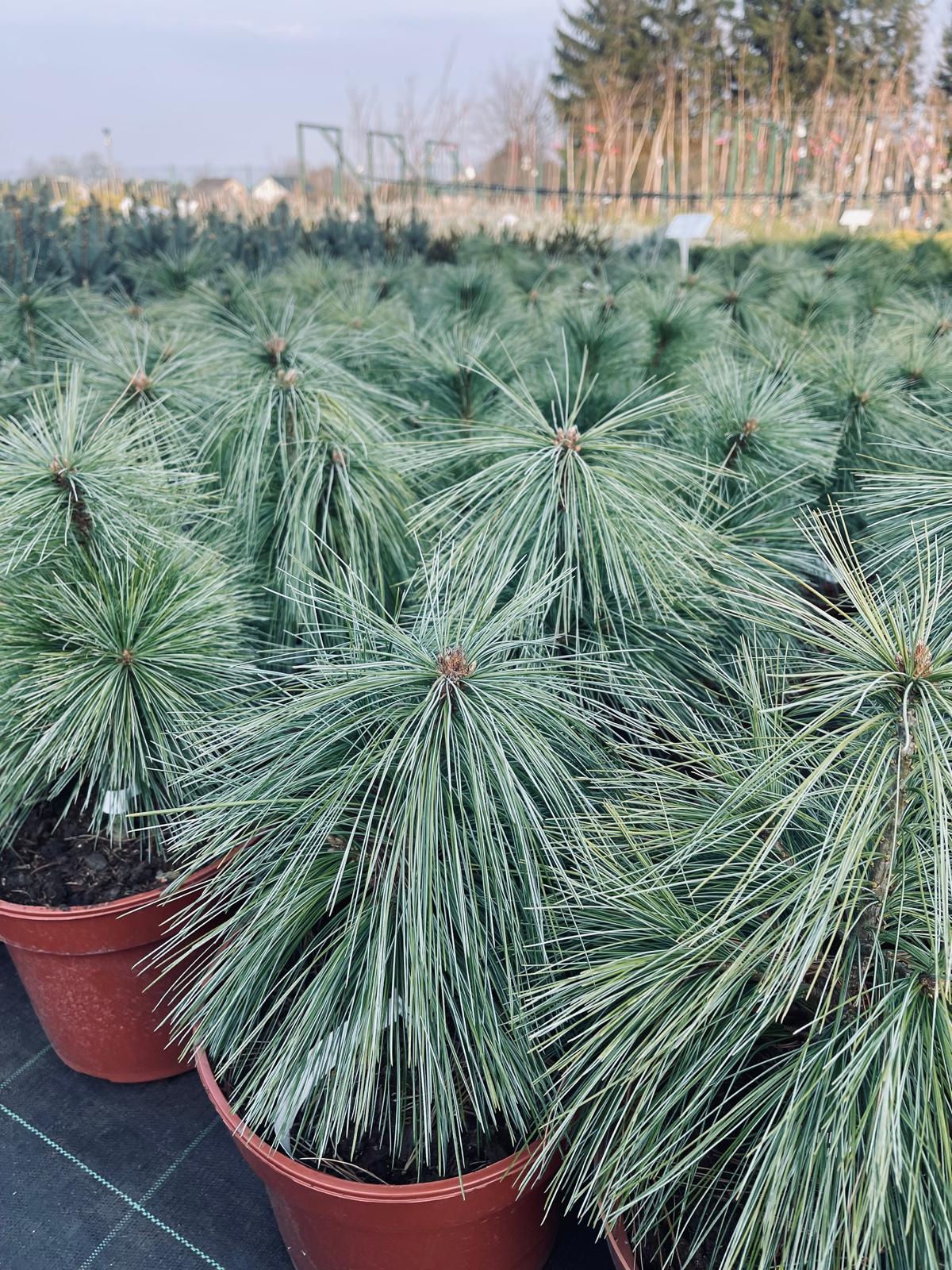 plant019 - Szkółka Ula Milczanowska